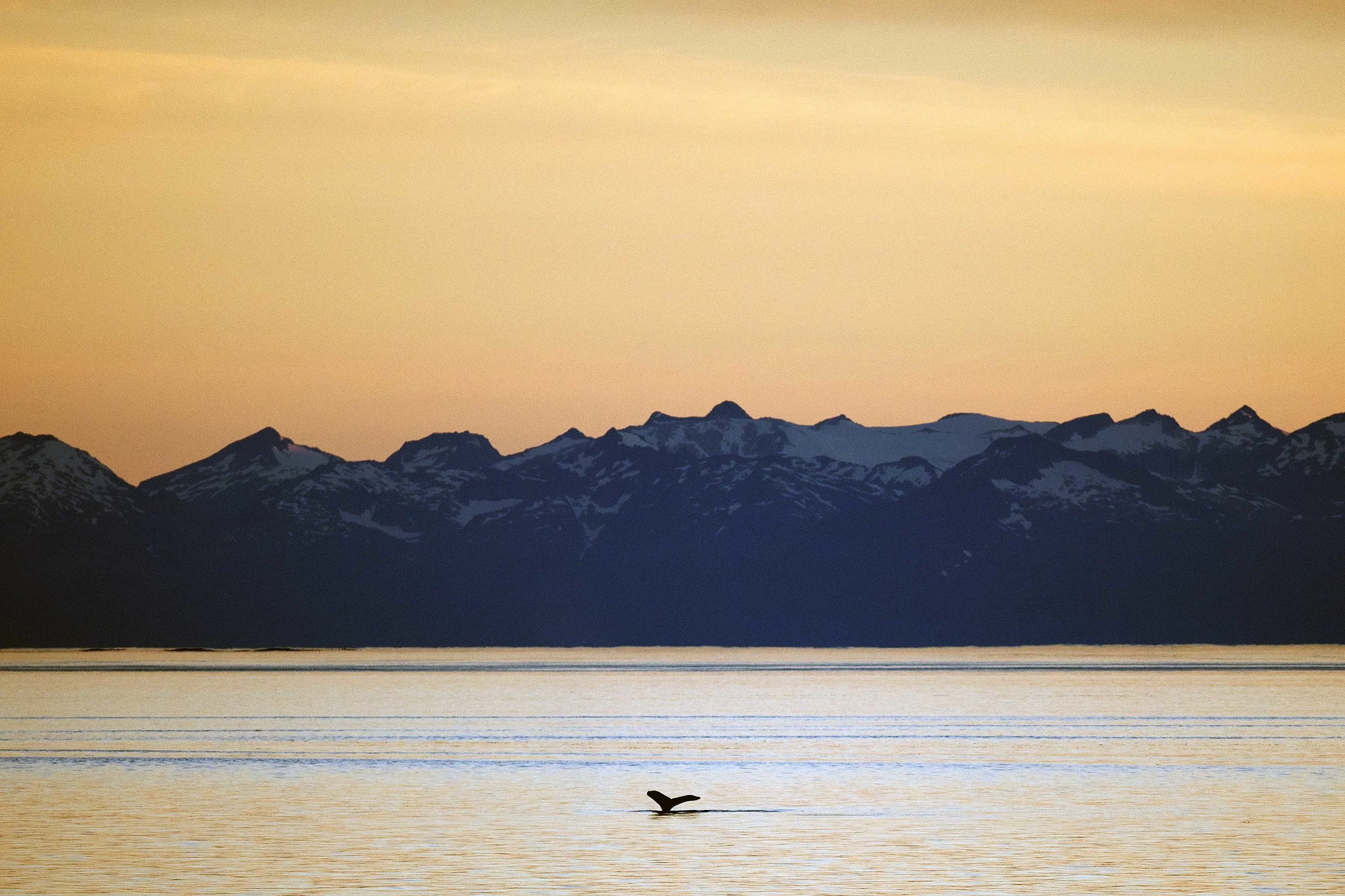 10. Whale Fluke At Sunset Through Frederick Sound, Alaska-Griggi 09.jpg