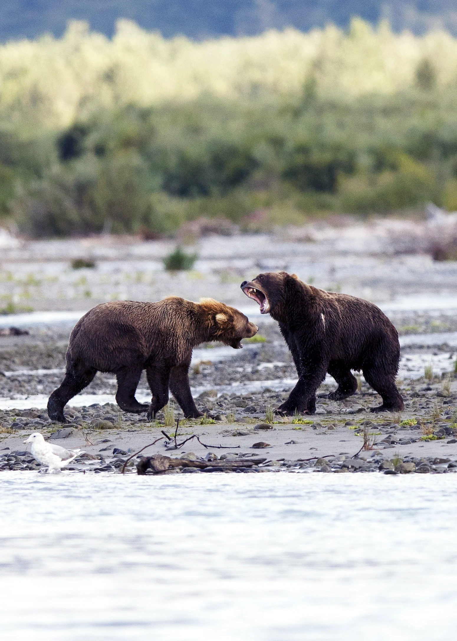 8. Altercation Between Brown Bears In Geographic Harbor, Alaska08-Griggi .jpg