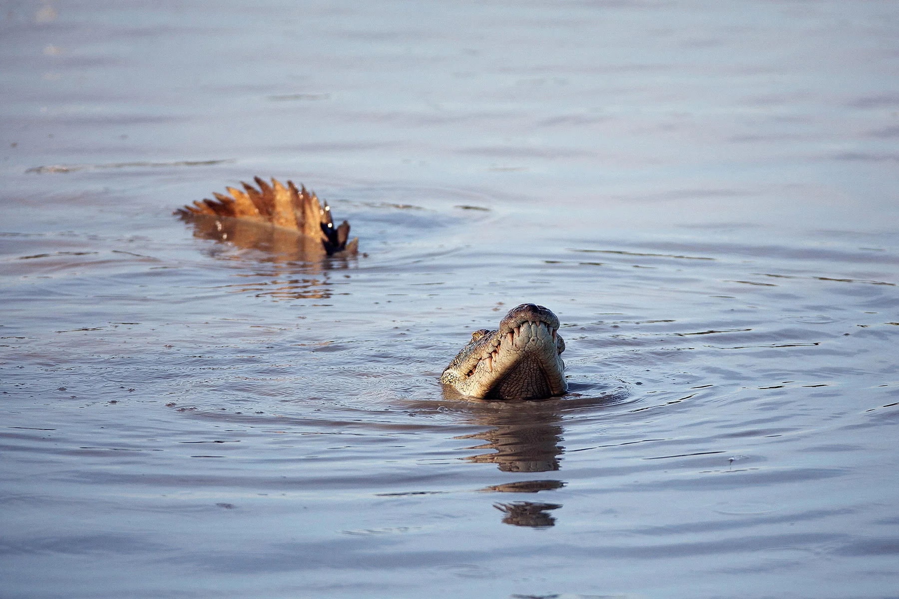 Sri-Lanka-Workshop-Lucia-Griggi-crocodile.jpg