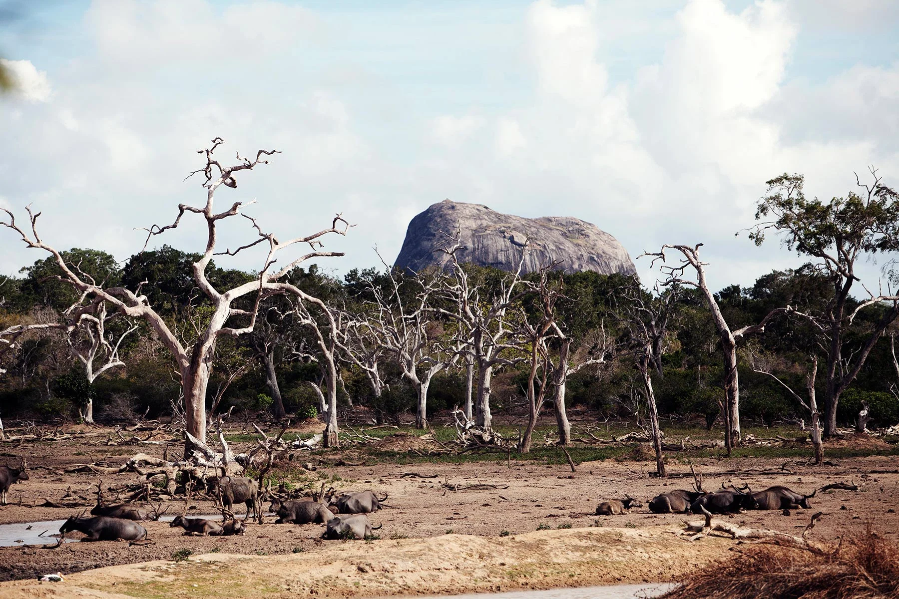 Sri-Lanka-Workshop-Lucia-Griggi-buffalos.jpg
