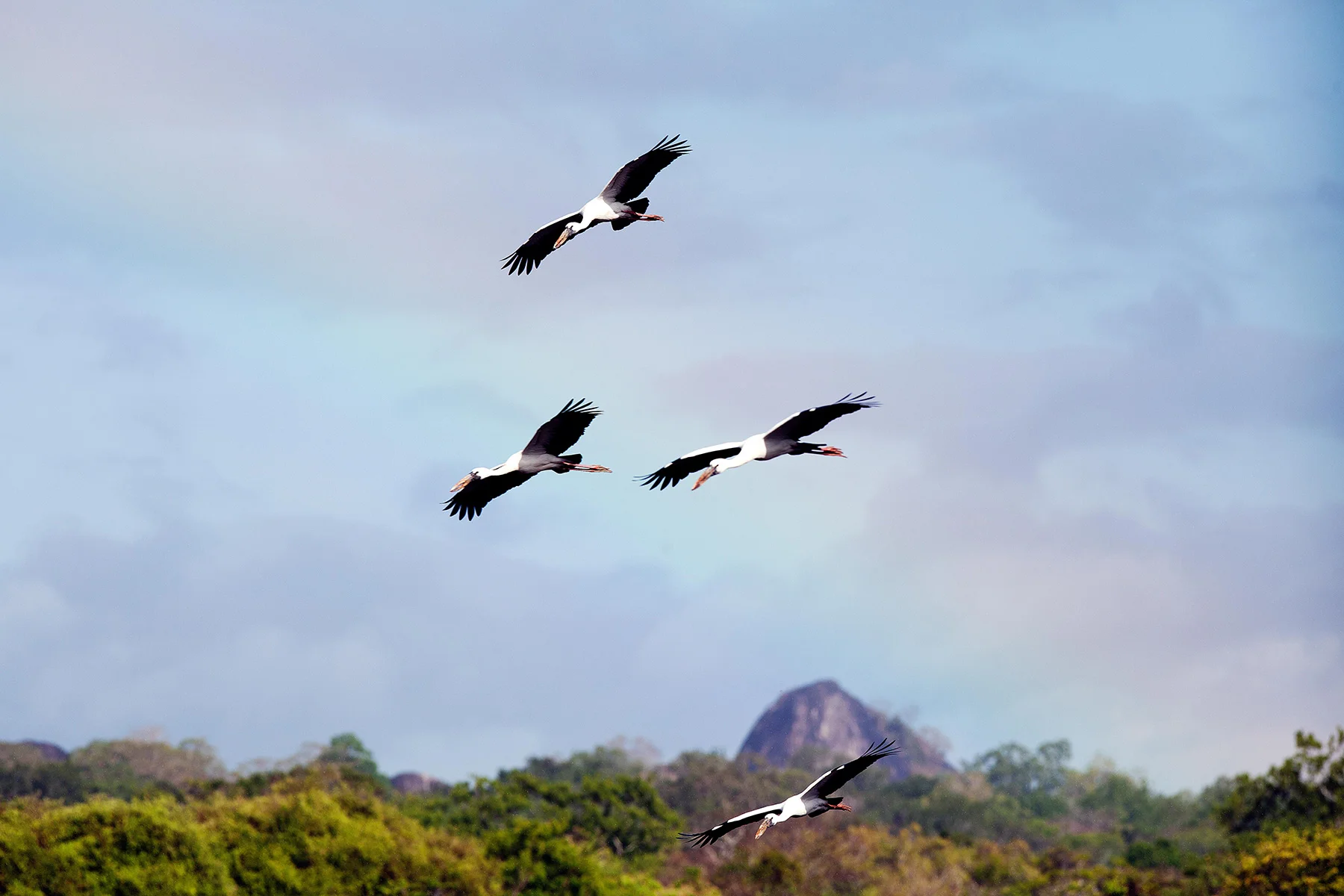 Sri-Lanka-Workshop-Lucia-Griggi-large-birds-flying.jpg