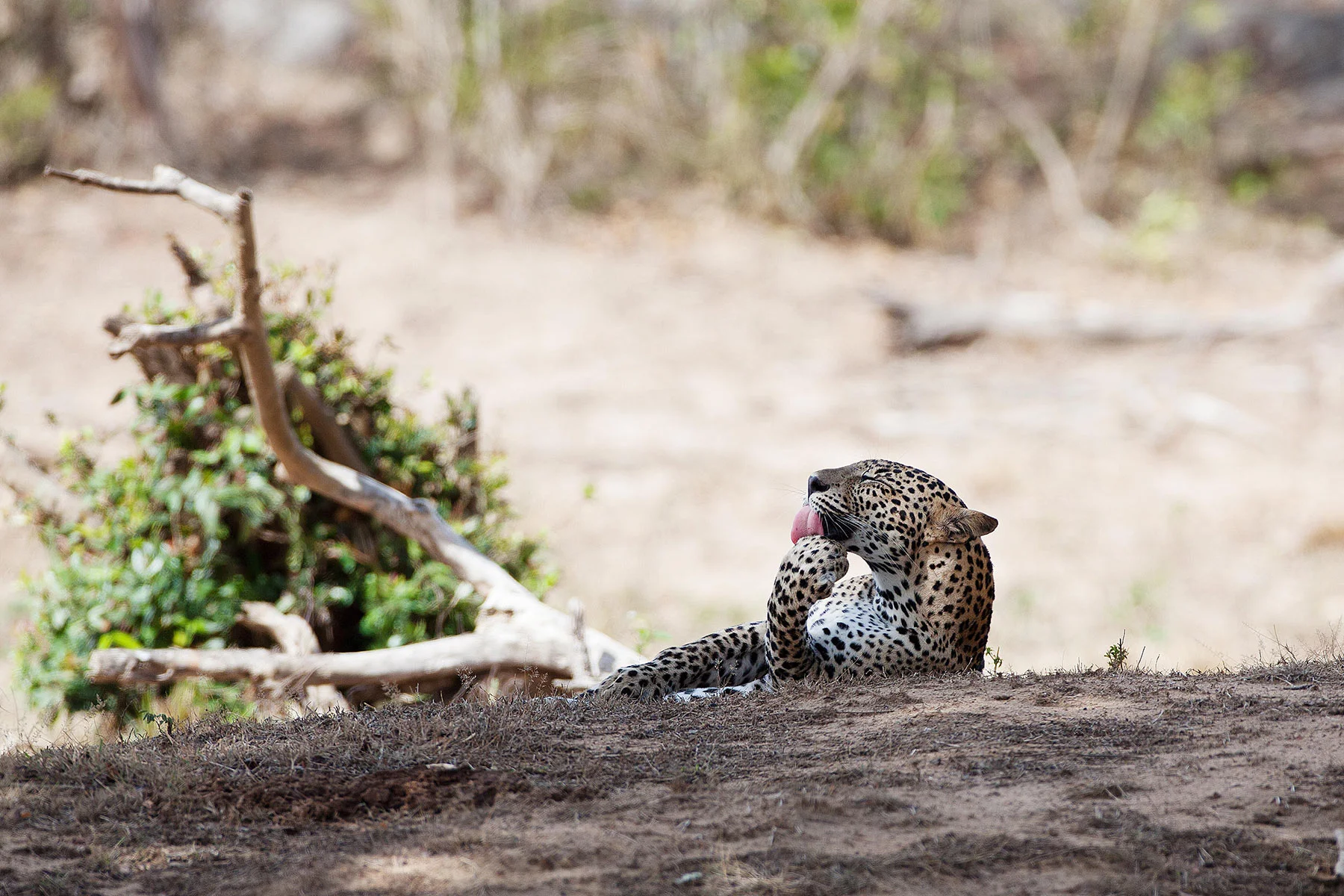 Sri-Lanka-Workshop-Lucia-Griggi-leopard-licking-its-paw.jpg
