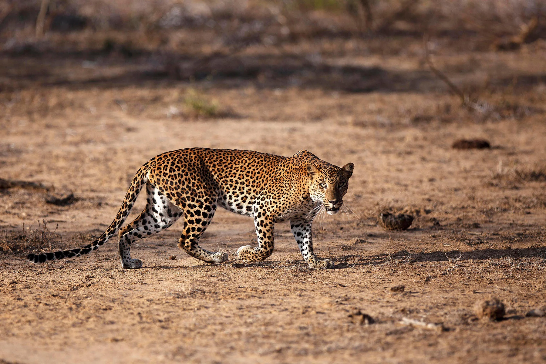 Sri-Lanka-Workshop-Lucia-Griggi-leopard-roaming.jpg