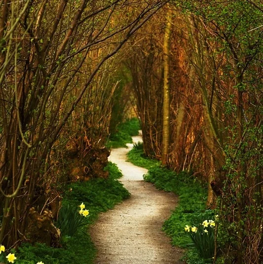 narrow path _ZhJTwe22_c.jpg