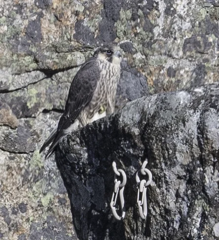 Foto: Kjell Isaksen, Bymiljøetaten