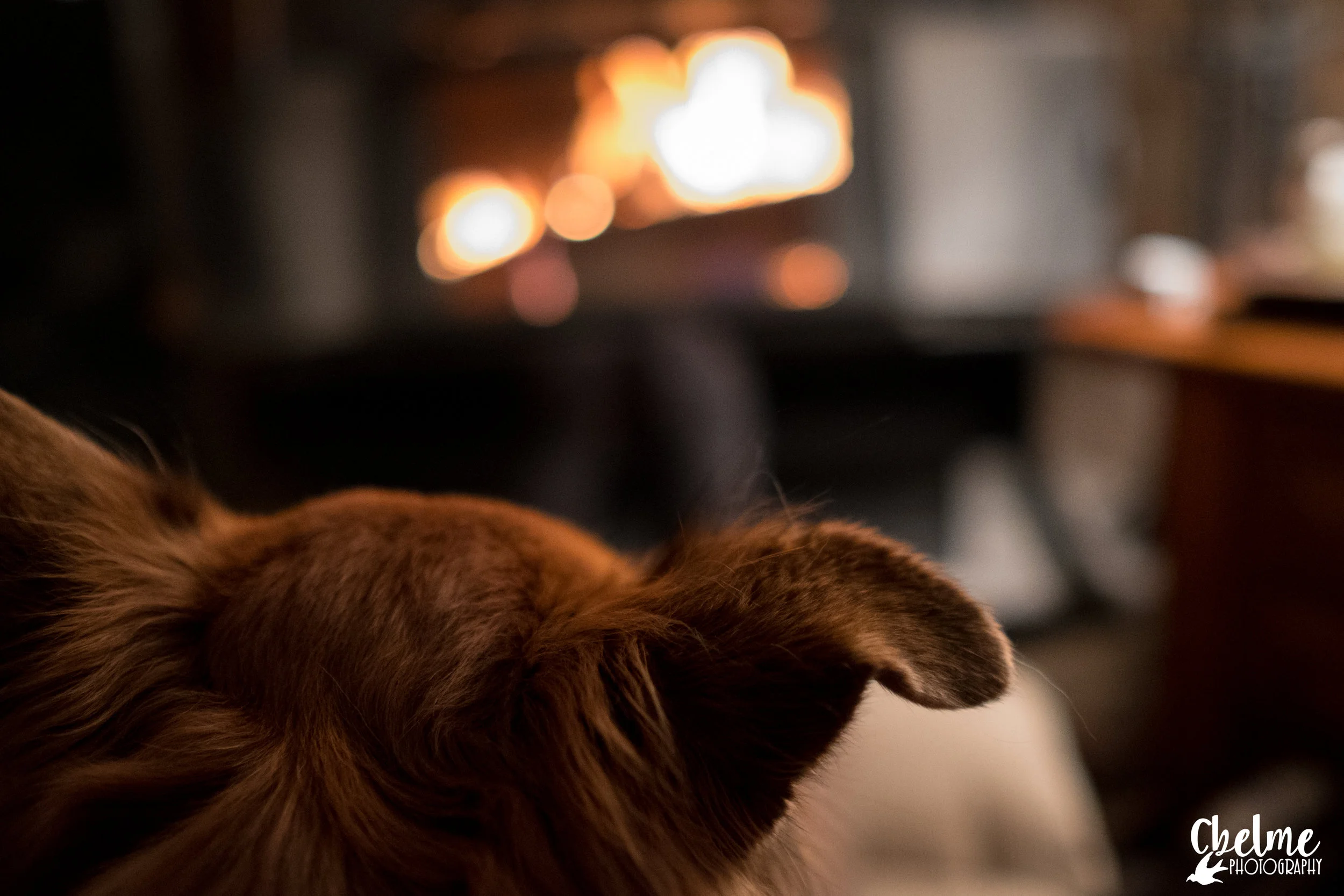 Russ Pup warming up by the fire - Tabernash, CO