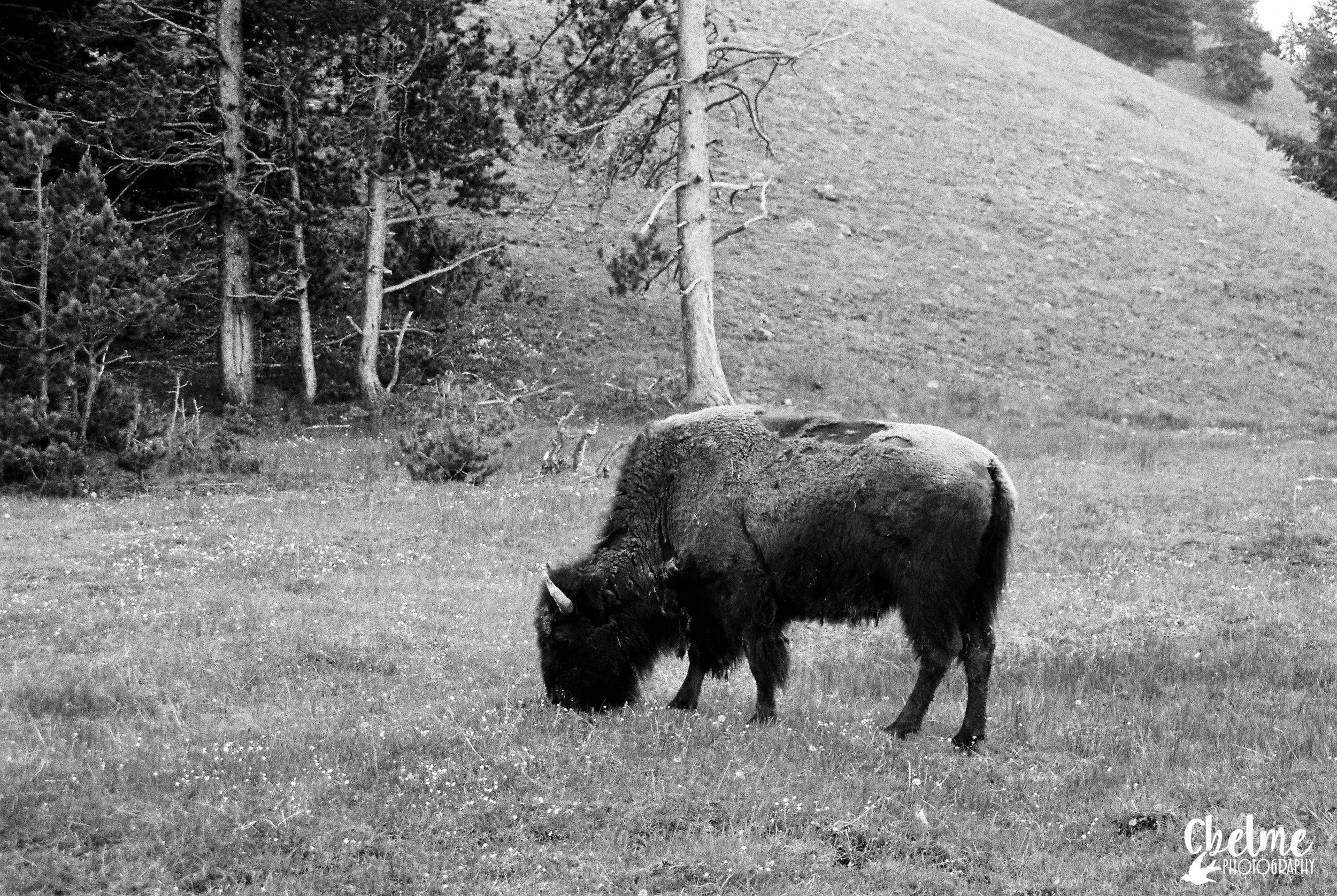 Film_Photography-014.jpg