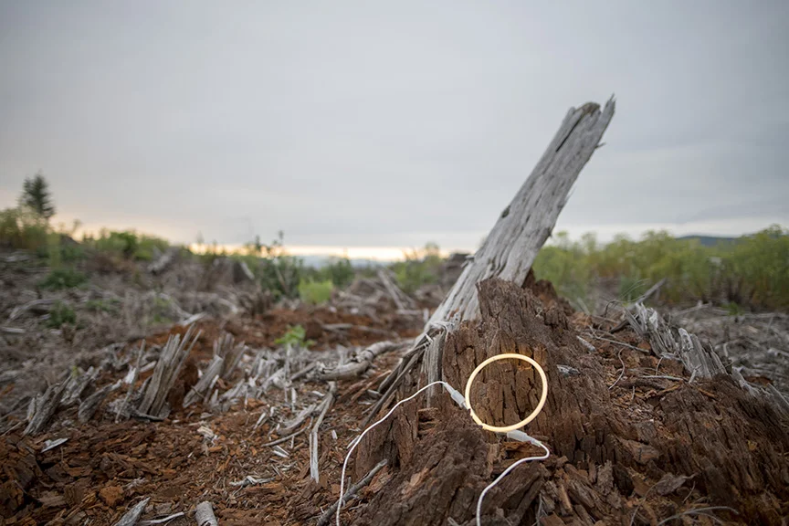 WEB smashed stump.jpg