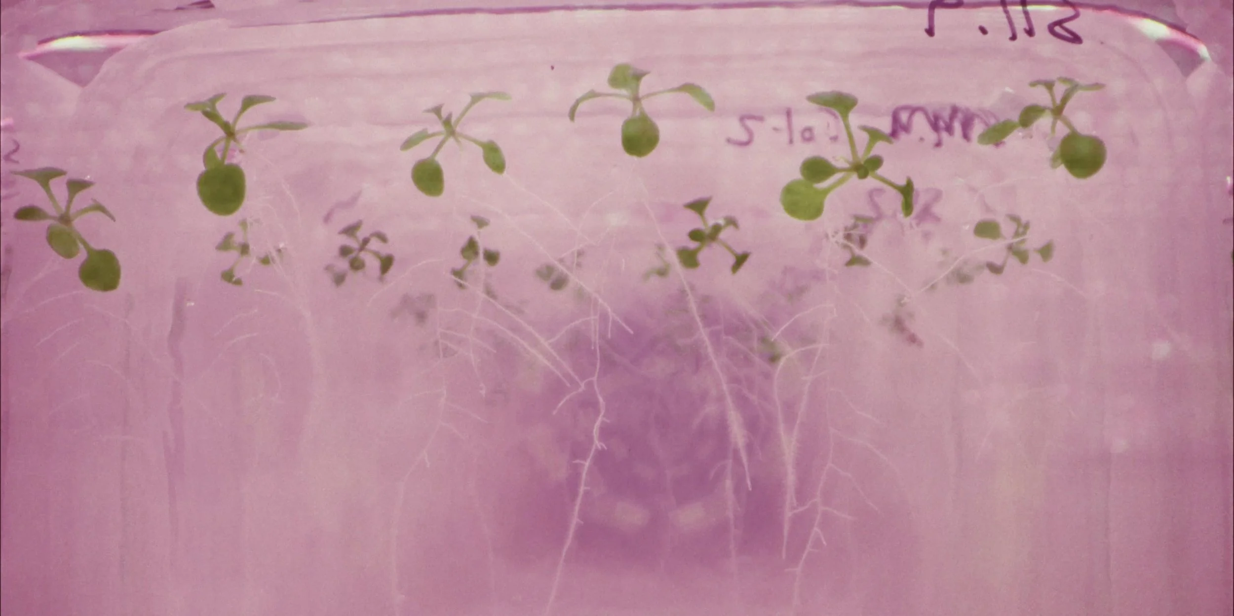 Plant Life - Film Still 04.jpeg