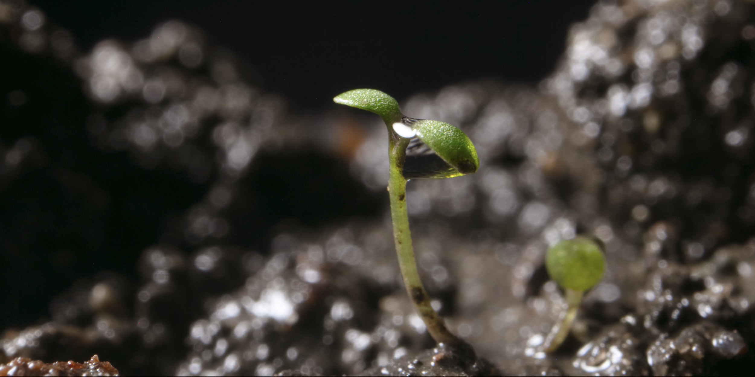 Plant Life - Film Still 08.jpeg