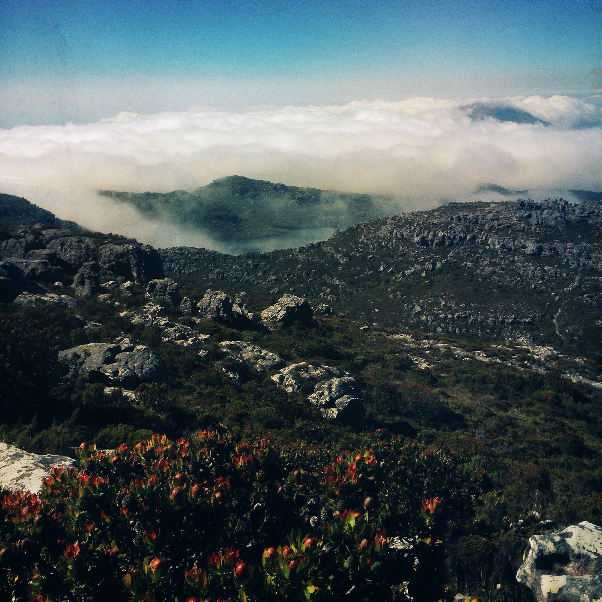 View atop Table Mountain. Photo by Ben Schechter