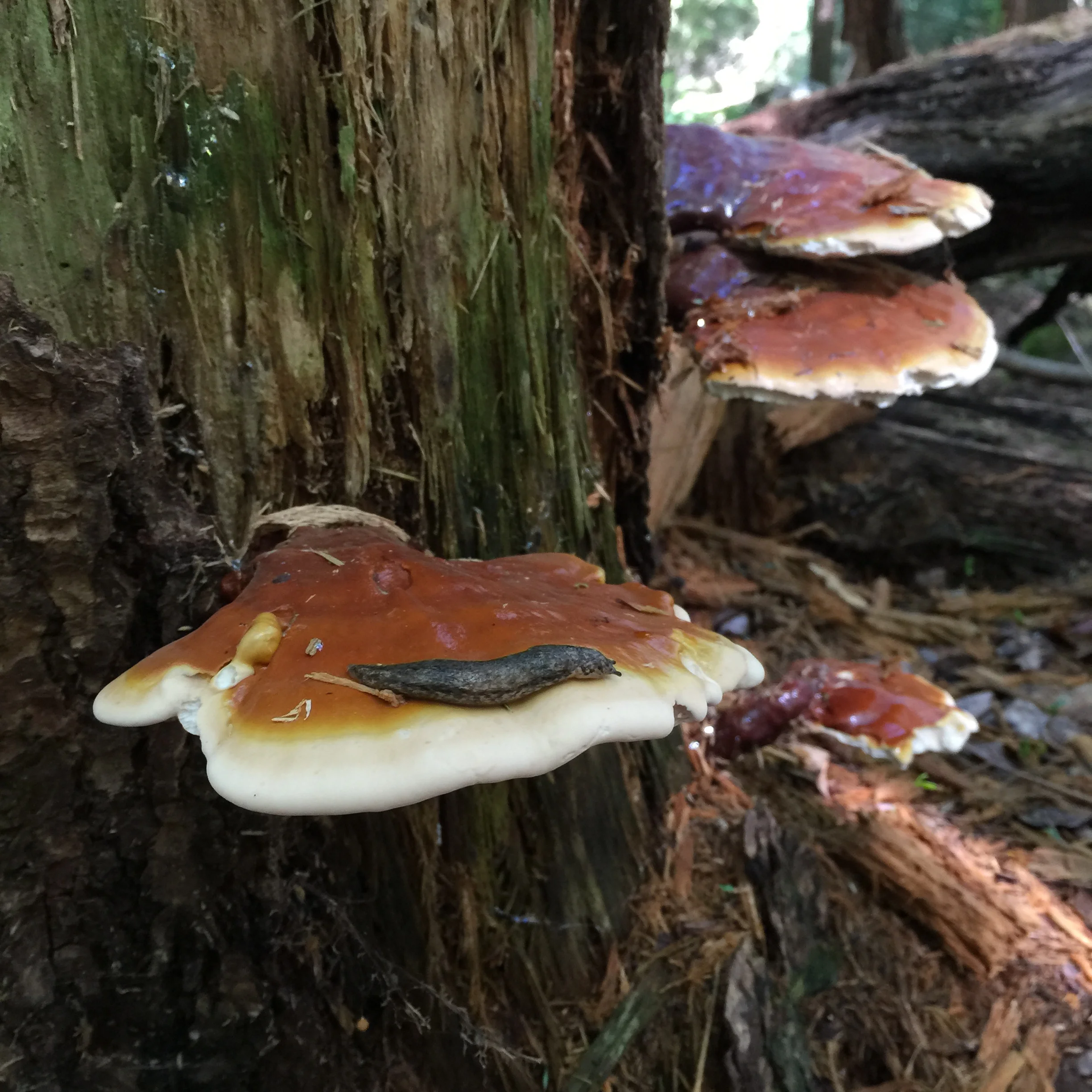 Reishi 