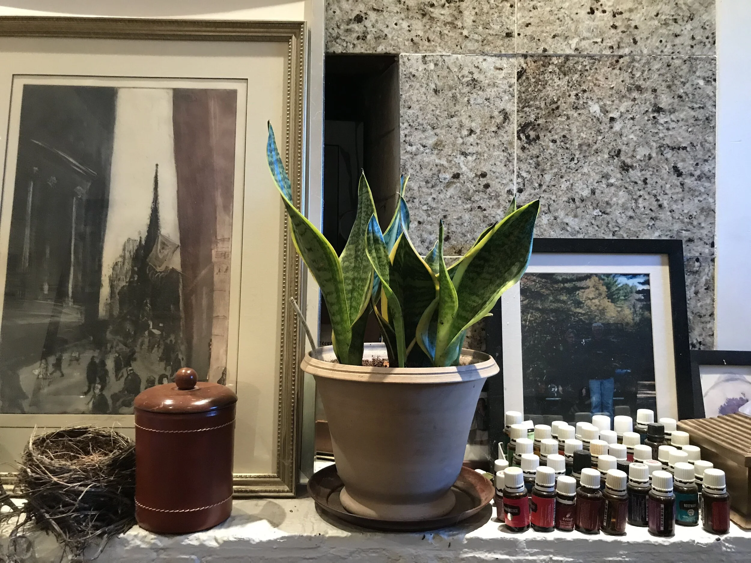 Five House Plants You Can't Kill