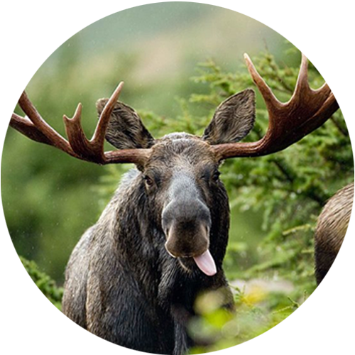 Moose.png