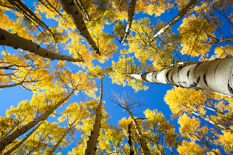 free aspens.jpeg