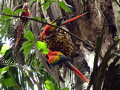400x300_CAM_Ithmus_Day-5-Corcovado_National_Park.png