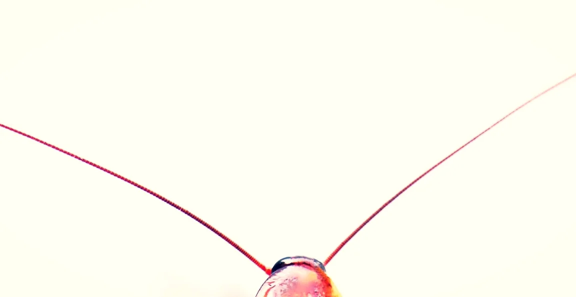 Know Thy Foe: Waterbugs