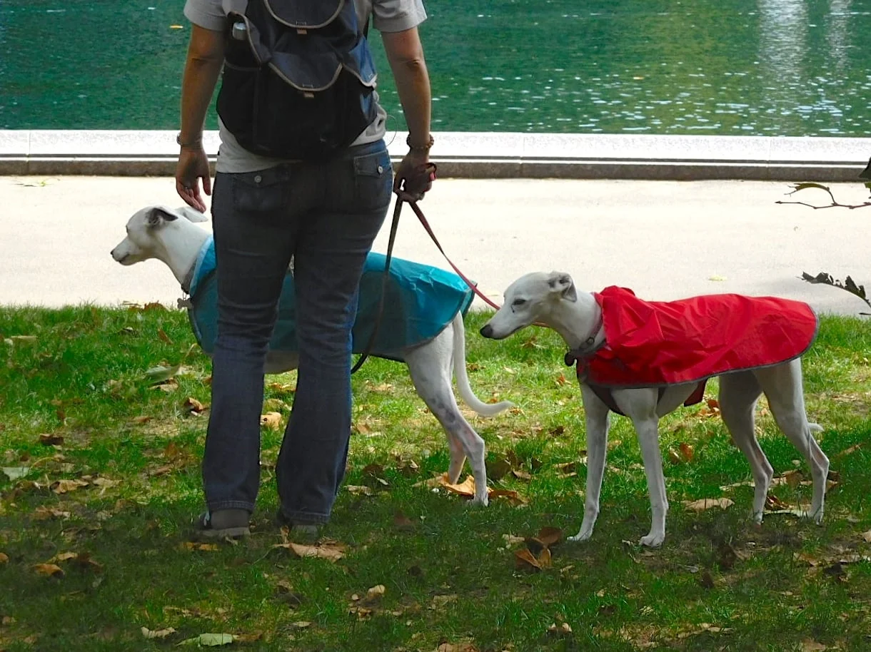 The Quest for a Pet Friendly Apartment