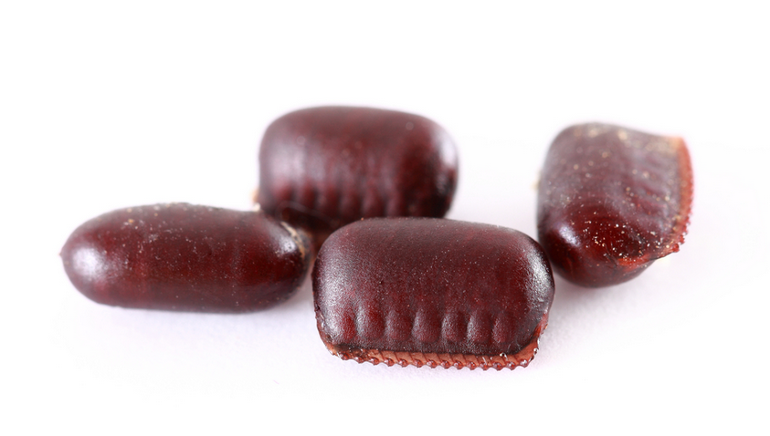Roach egg sacks, not actual size
