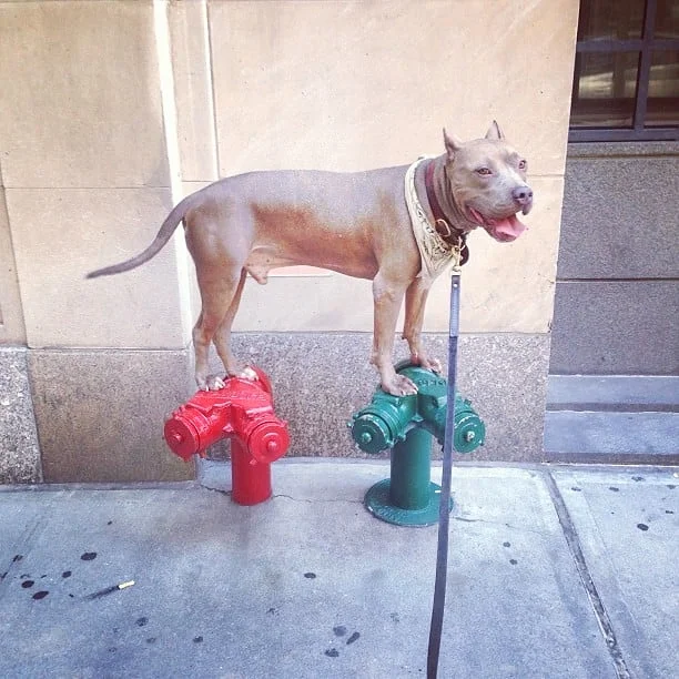 A Dog Owner's Guide to New York City