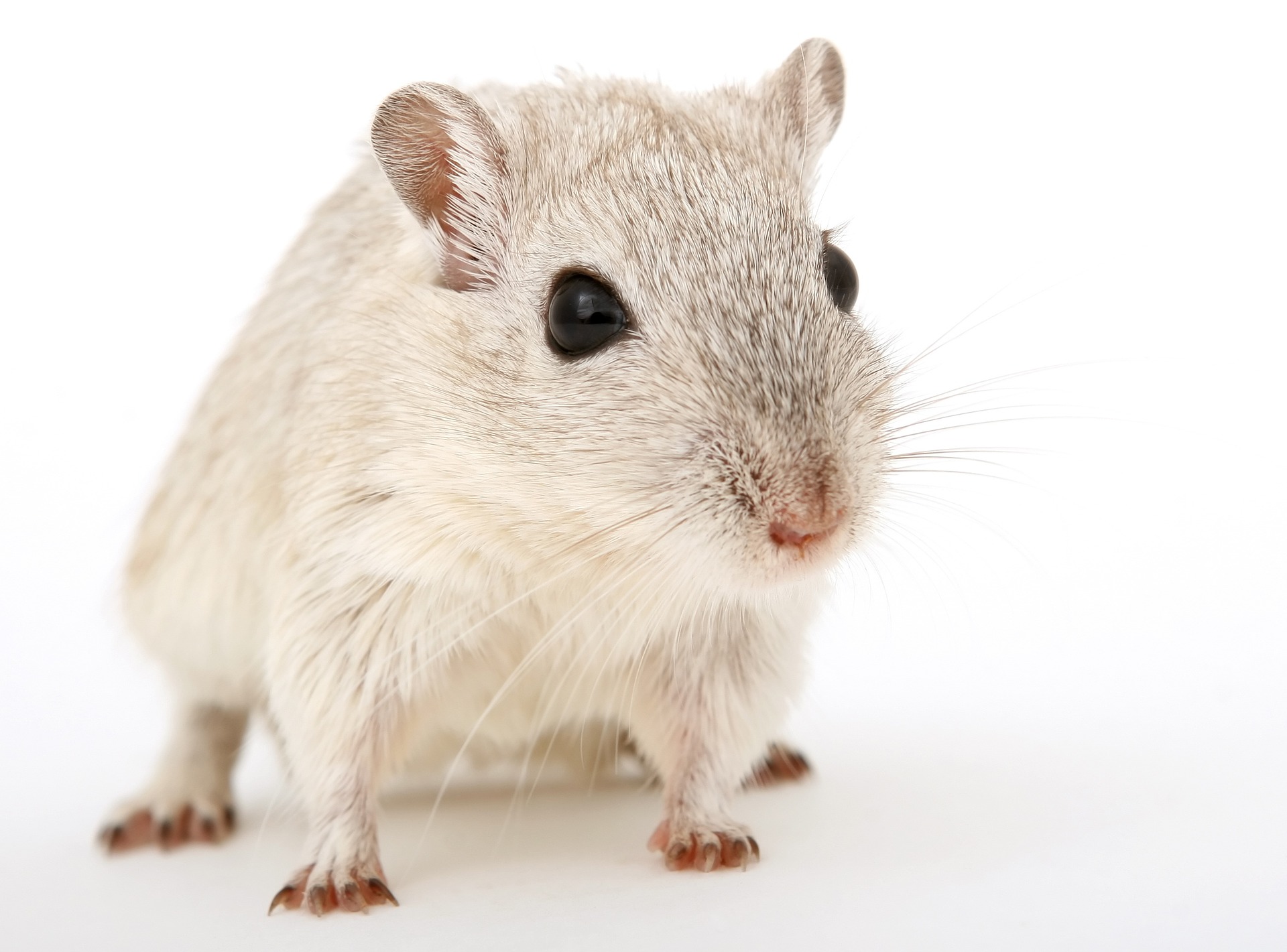 This is probably a Gerbil