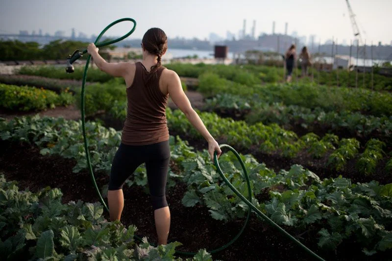 courtesy of Eagle Street Rooftop Farm