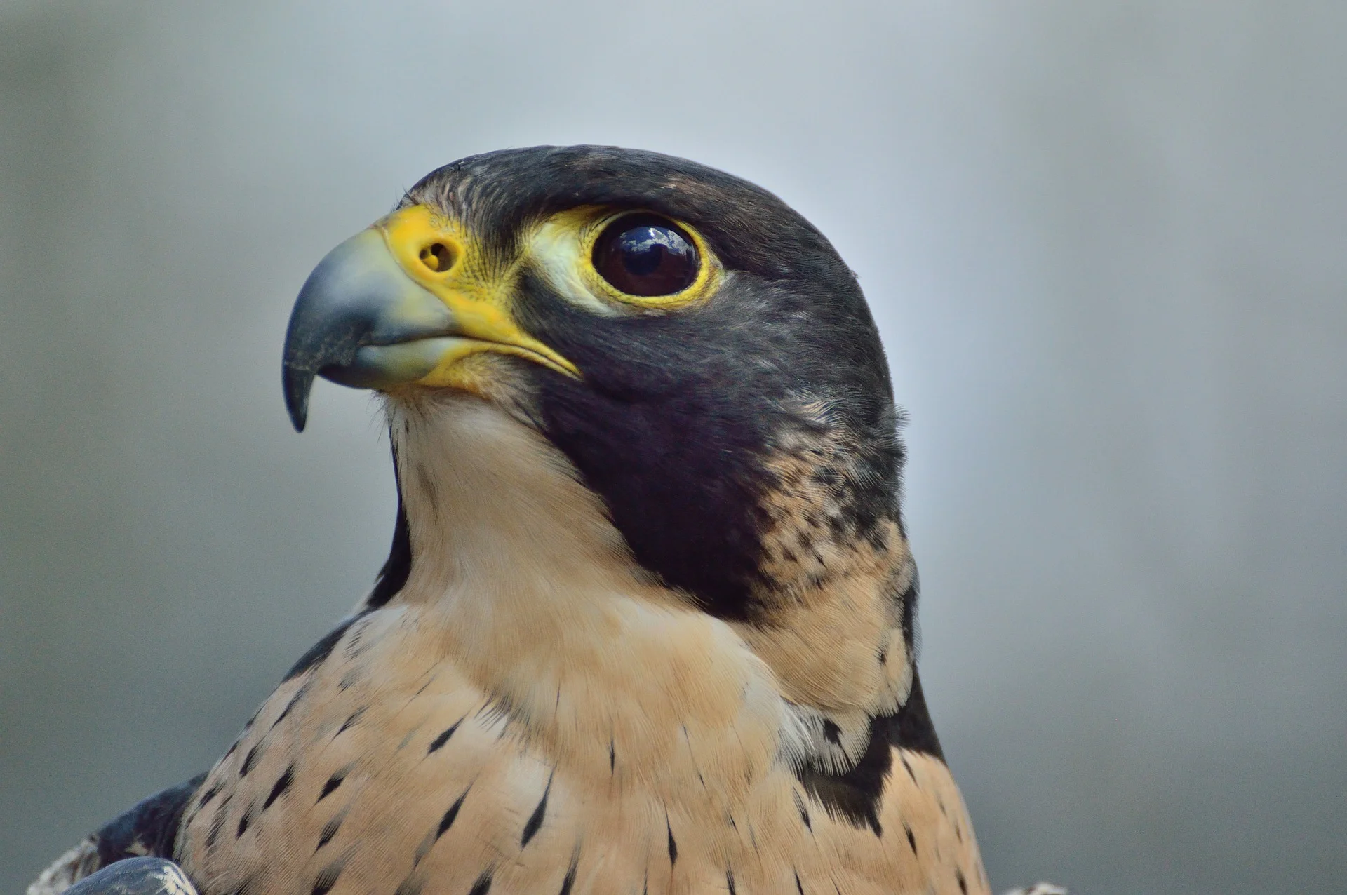 peregrine-falcon-371610_1920.jpg