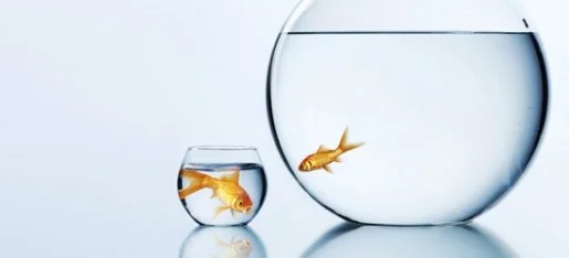 The cliché is being a big fish in a small pond, but neither podcasting nor history podcasting can be categorised as a small pond by any stretch of the imagination. It's a big world out there, and you'll have to work hard if you wanna stand out!