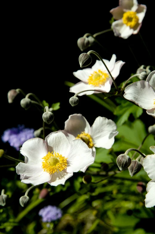 Night Garden Series