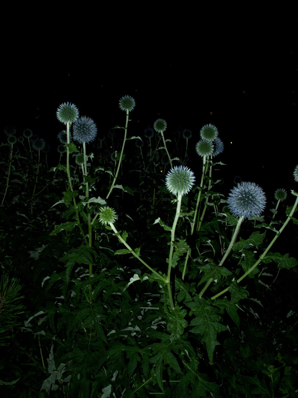 Night Garden Series