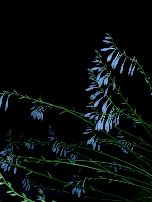 Night Garden Series