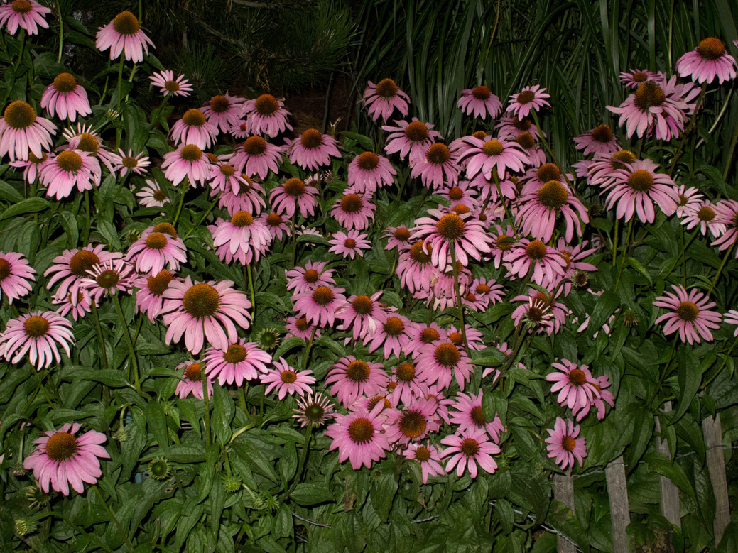 Night Garden Series