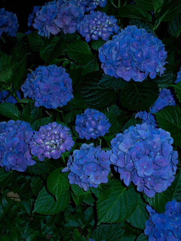 Night Garden Series