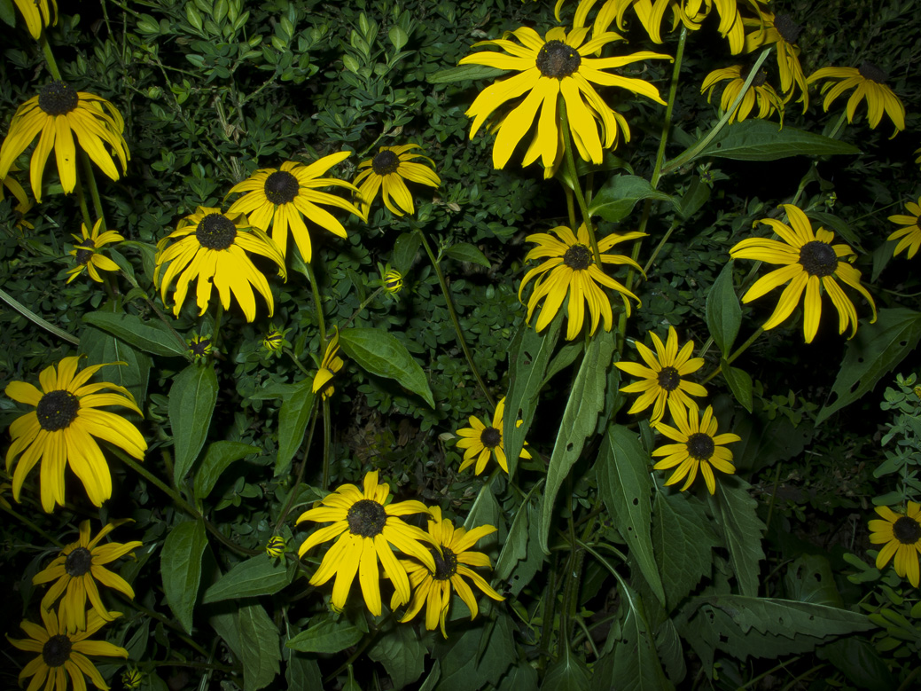 Night Garden Series