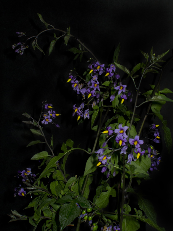 Night Garden Series