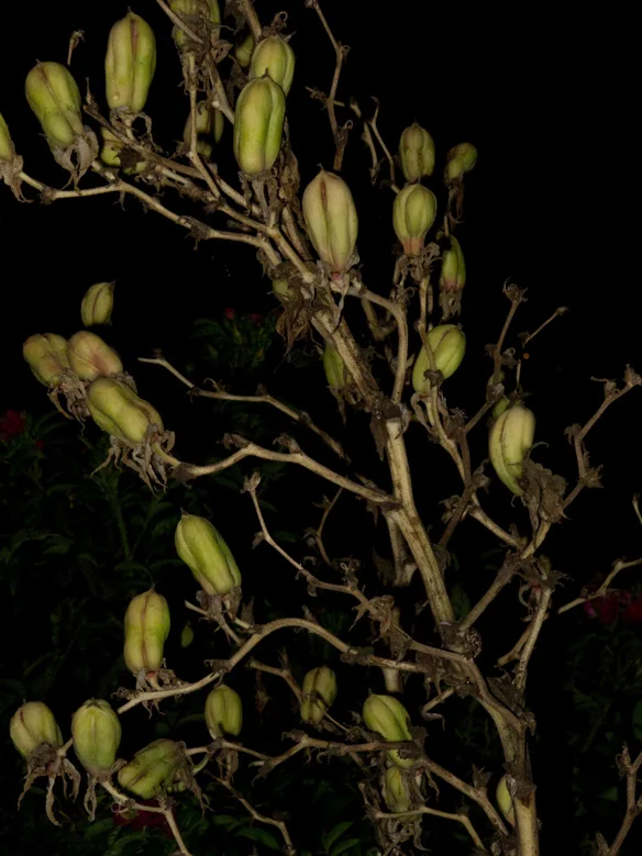 Night Garden Series