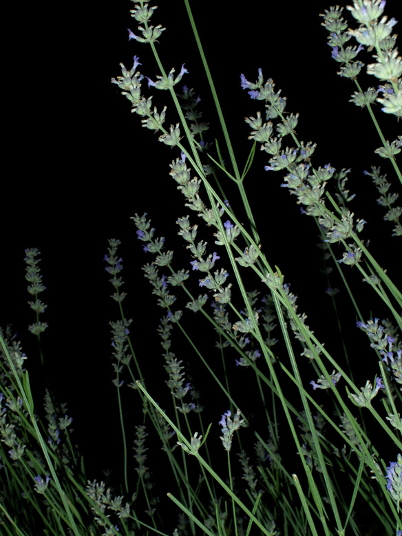 Night Garden Series
