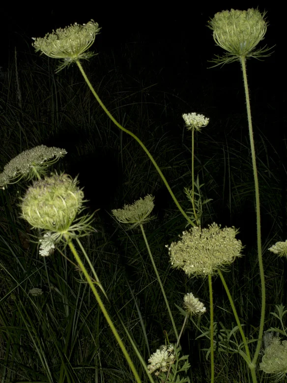 Night Garden Series