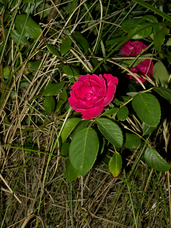 Night Garden Series