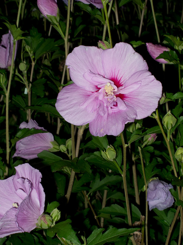 Night Garden Series