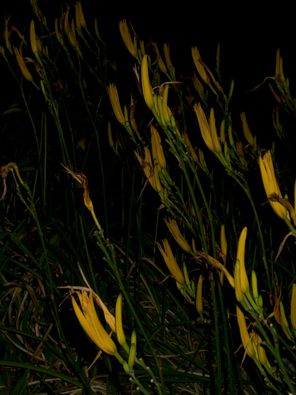 Night Garden Series