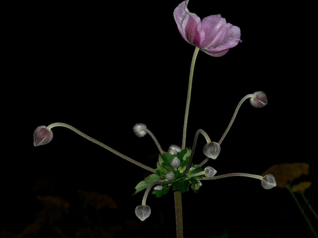 Night Garden Series