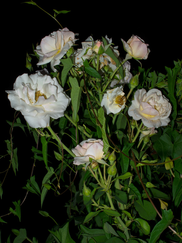 Night Garden Series