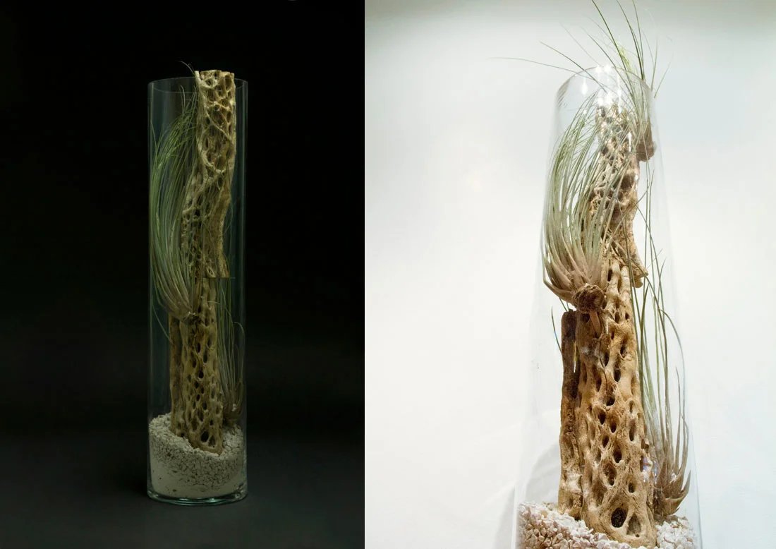 Air Plants
