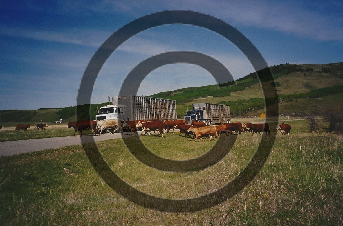 Chimney Rock Road- Hauling for Bill and Muriel Dais, Mountain Park Ranch