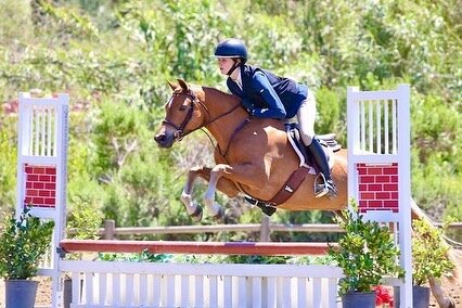 Sterling Creek Shimmer is a 2013 13.1 3/4h Welsh Pony for sale by John Berney Equestrian. Shimmer has a great jump, lead changes, and always makes it to the other side of the jump regardless of rider mistakes. No spook, buck, stop, etc. She would mak