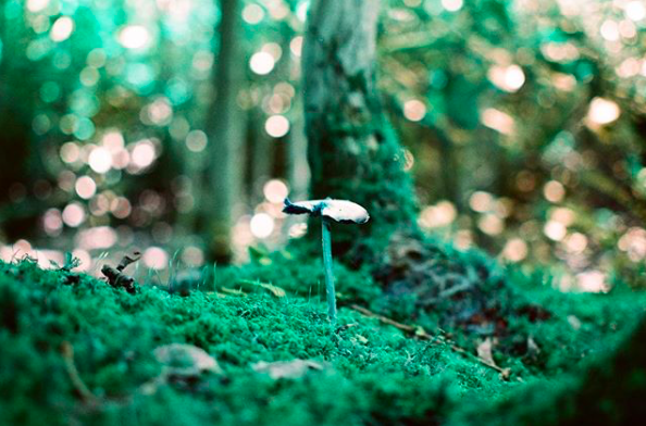 SMOKEY MOUNTAIN MUSHROOM