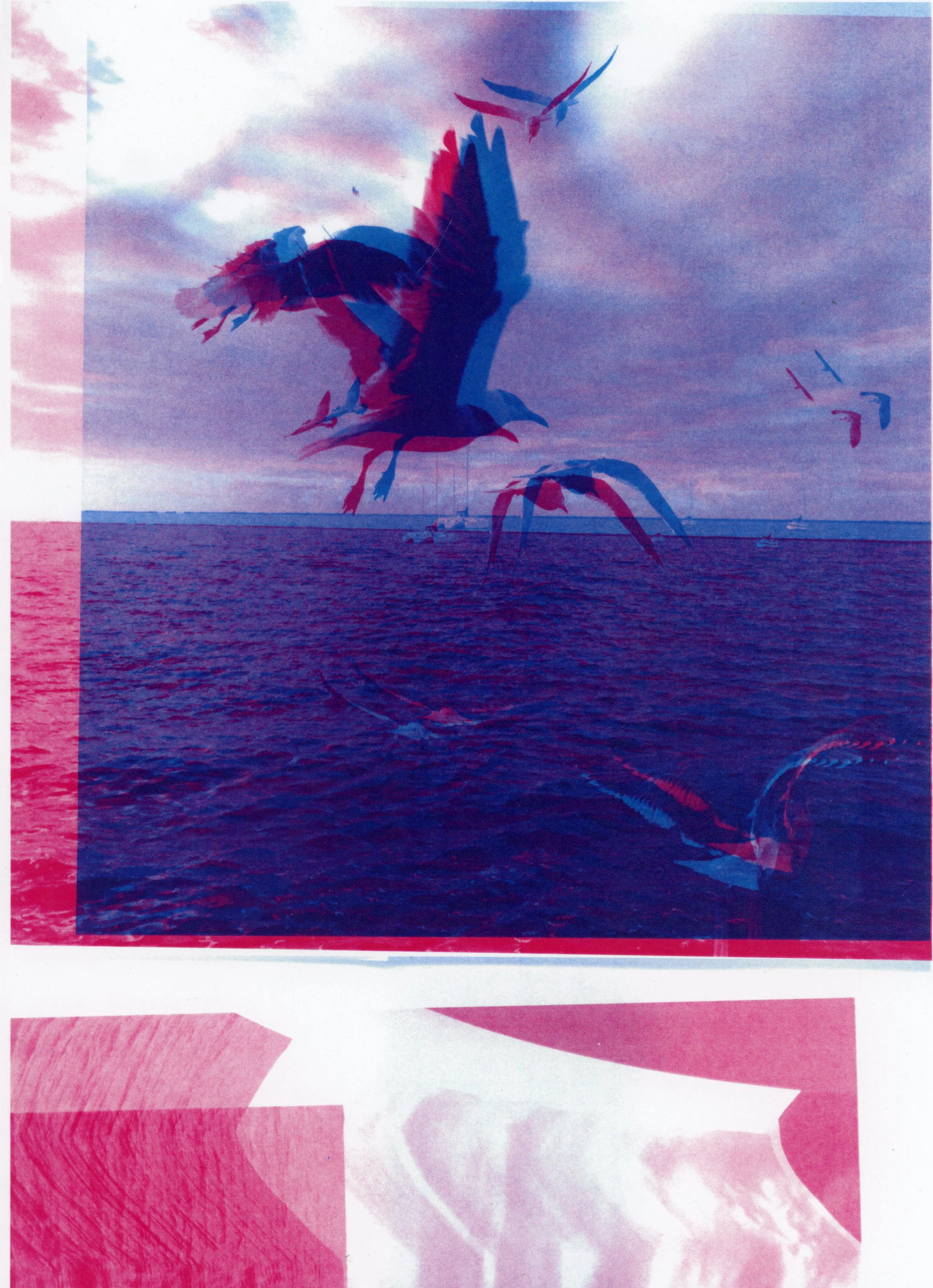 Gulls, 2015