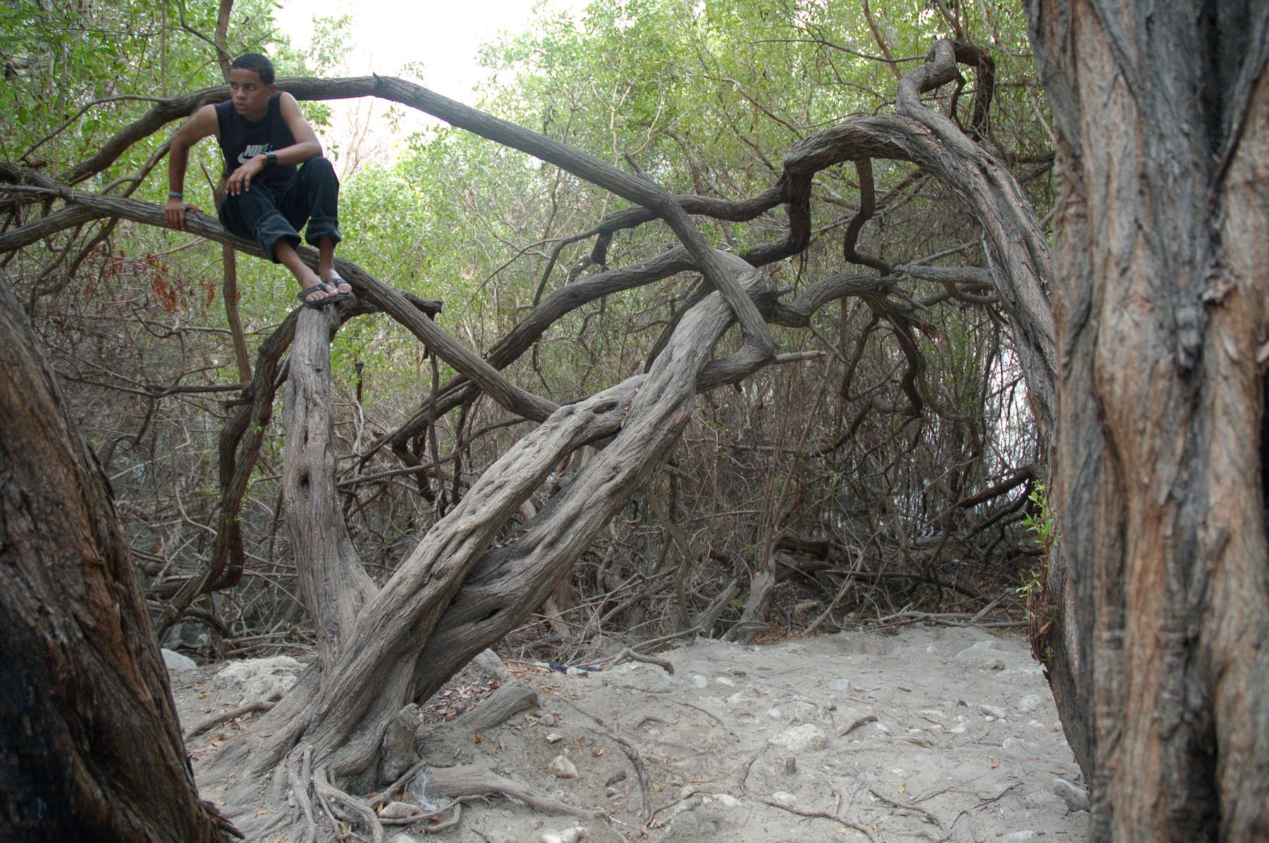 Boy in Tree, 2006. Lago Enriquillo, Bahoruco, R.D.