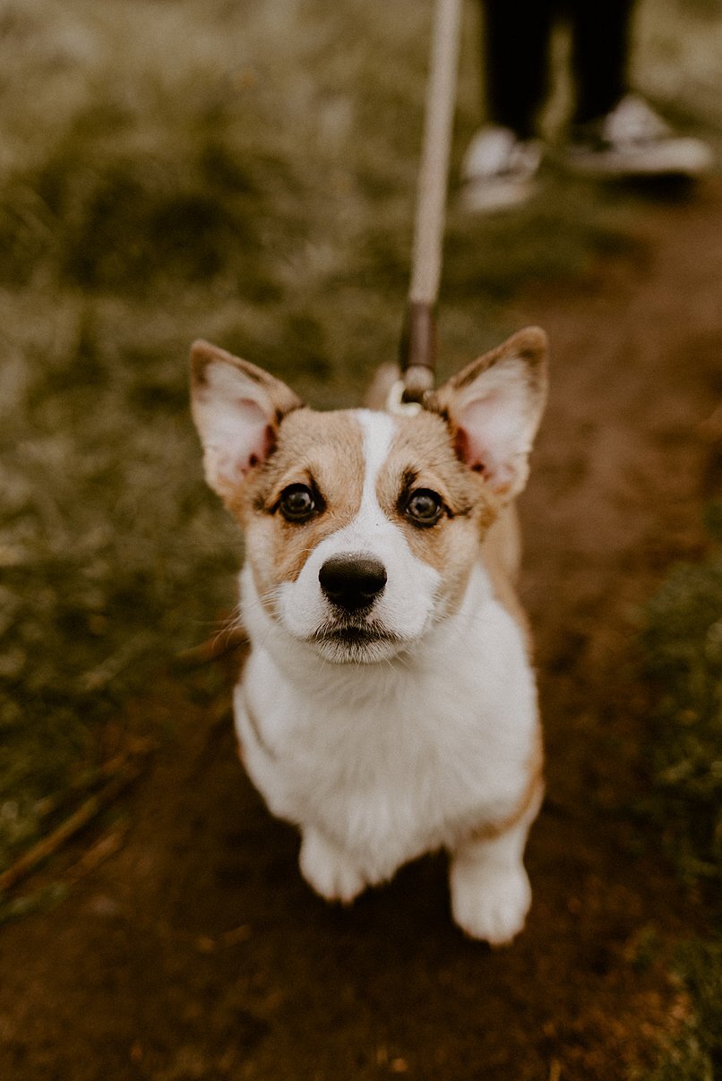 corgi-engagement-session_0005.jpg